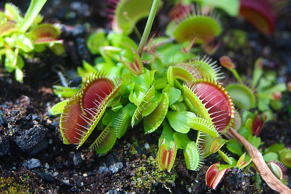 Plants With Spiky Leaves