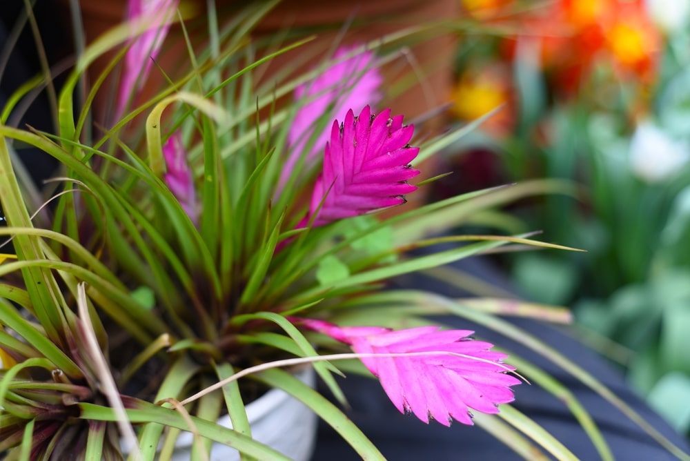 Blooming Air Plants