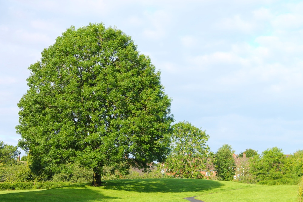 Ash Trees in Virginia