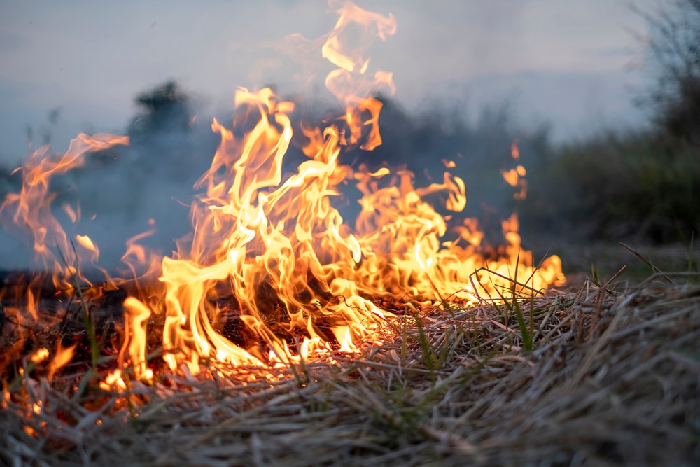 Why Burn Grass