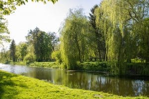 Willow Hybrid Trees Pros and Cons