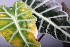 alocasia leaves turning yellow
