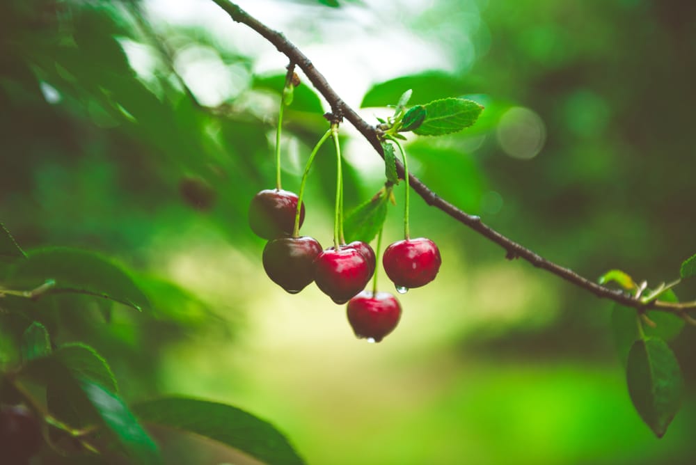 Cherry Tree Leaves