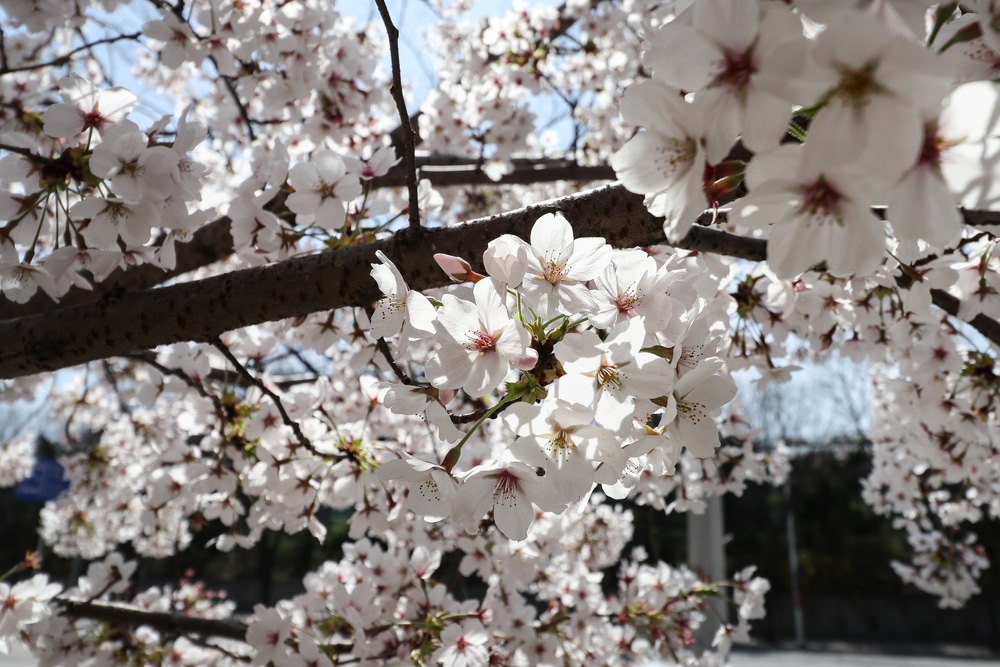 black cherry tree maine (Prunus serotina))