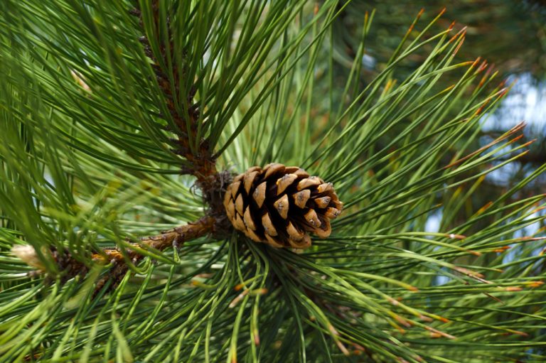 Pine Trees in Missouri 7 Varieties GFL Outdoors