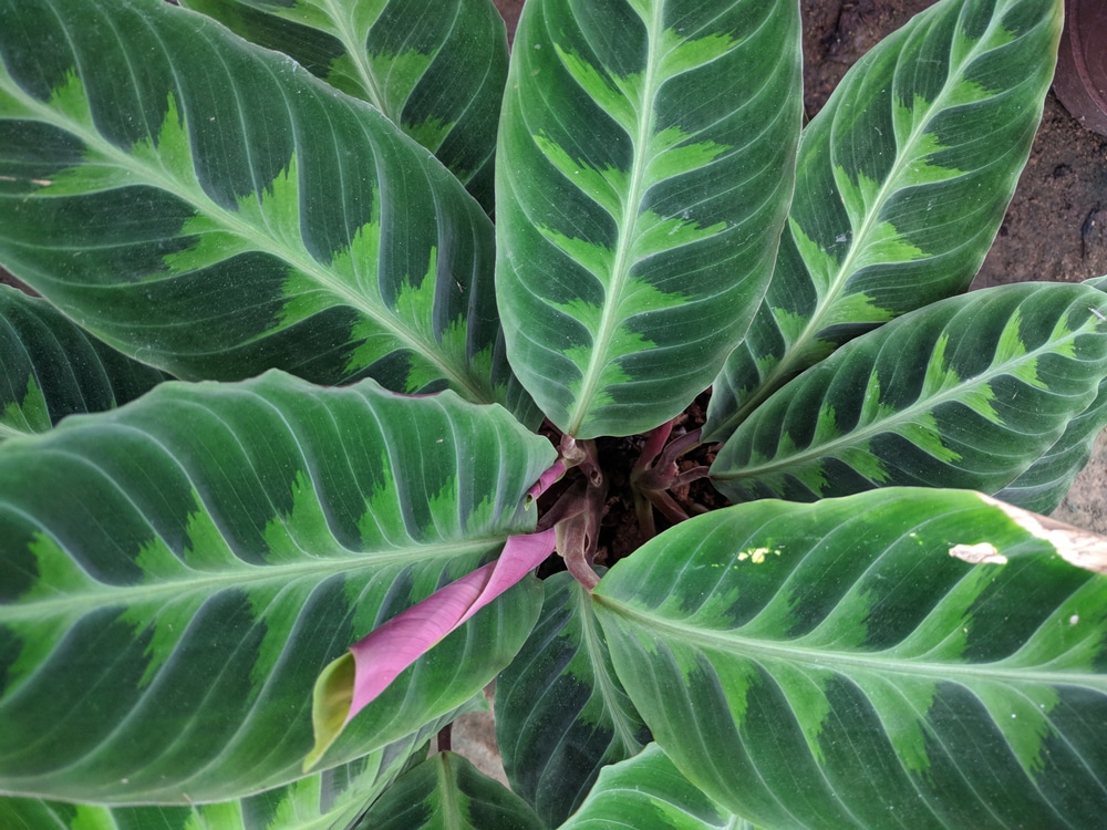 calathea warscewiczii