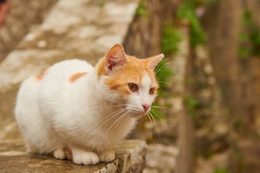 Neighbor Cat Pooping in My Yard