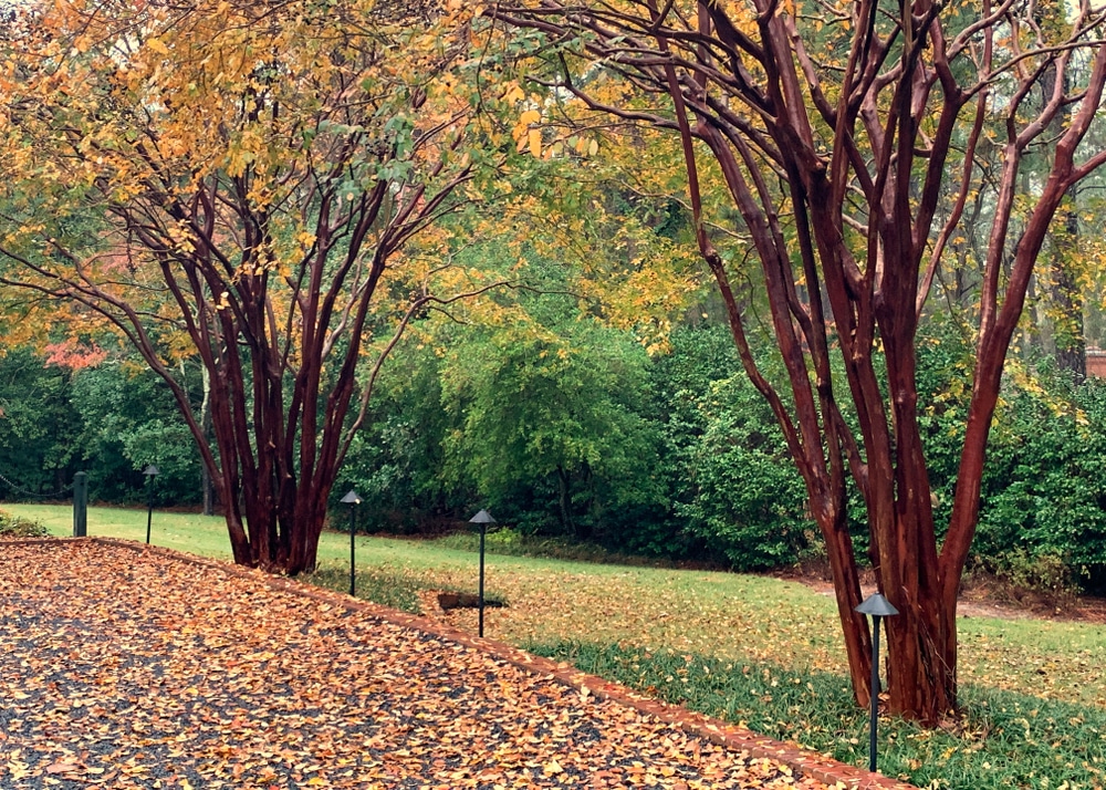 crepe myrtle yellow leaves