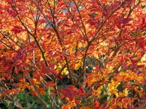 Best Time to Plant Crepe Myrtles