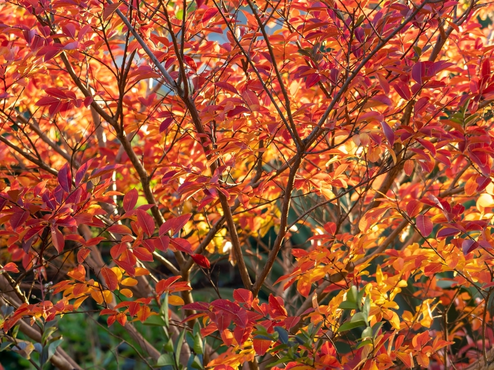 Small Trees With Non-Invasive Roots