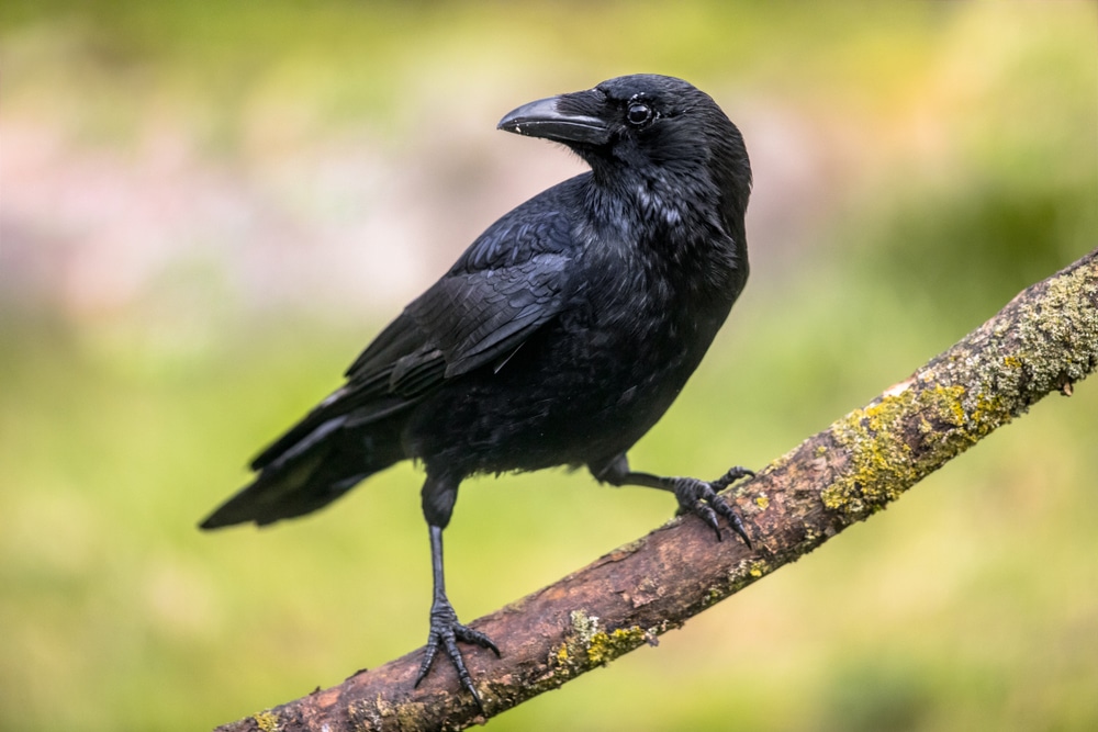 How To Keep Birds Out of Your Garden