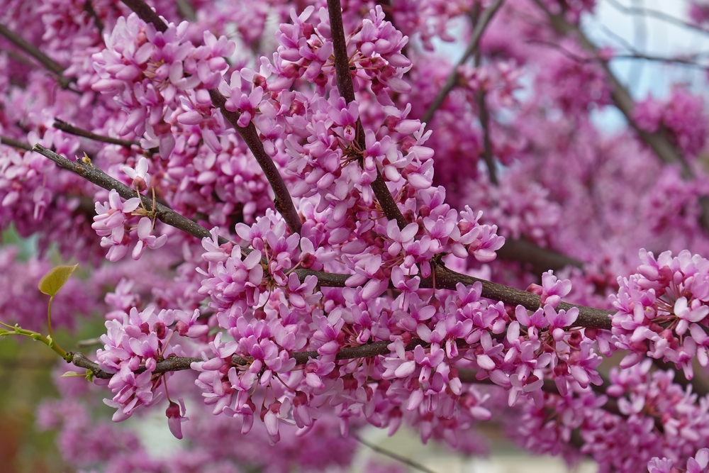 Trees With Purple Flowers in Virginia