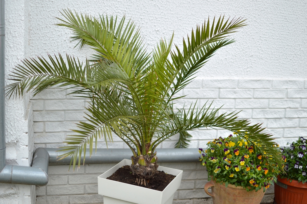 how often to water majesty palm
