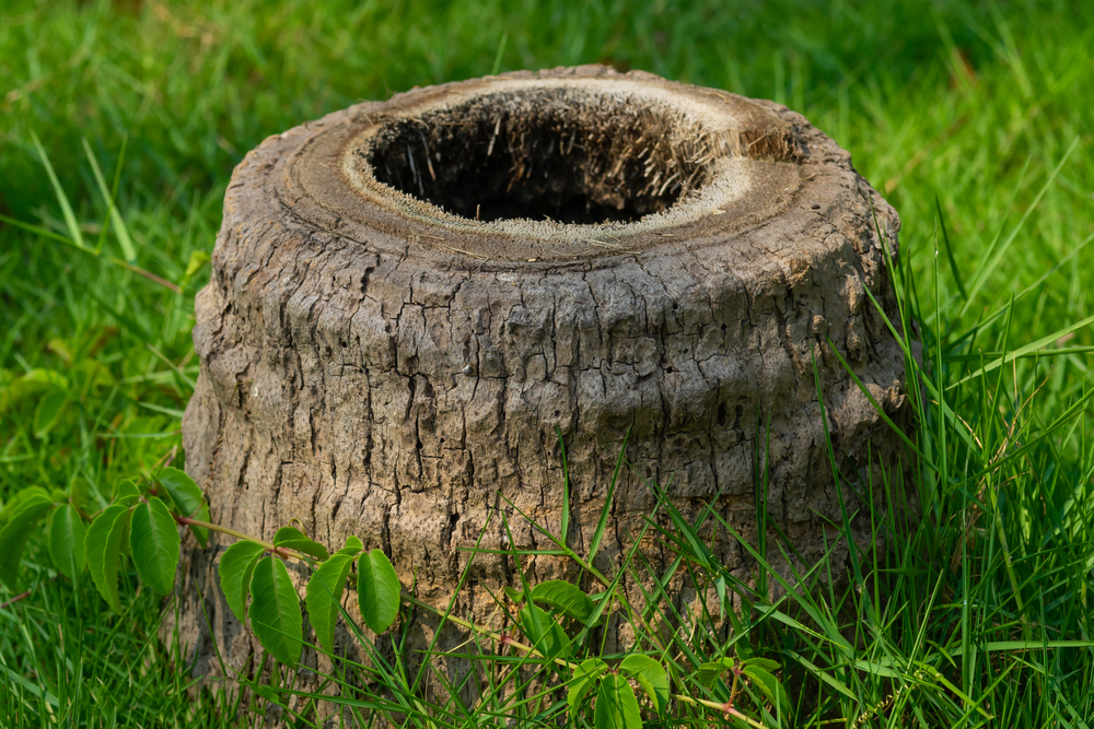 How to remove a palm tree stump DIY guide