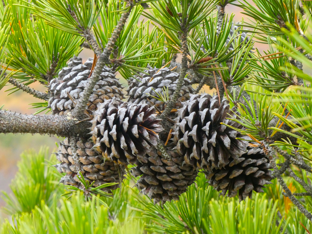 Pine Trees in Missouri