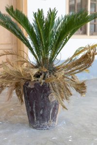 How to Tell If a Sago Palm is Dead (And How to Revive It)