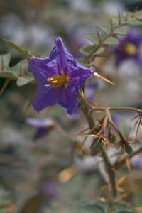 Plants With Spiky Leaves