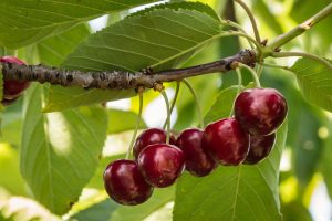 Cherry Trees Wisconsin