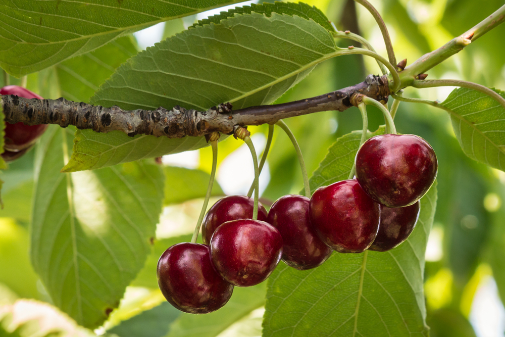 Cherry Trees in Georgia