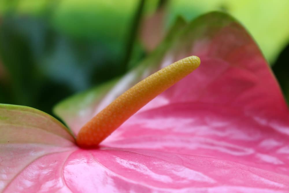 Anthurium Flowers Turning Green