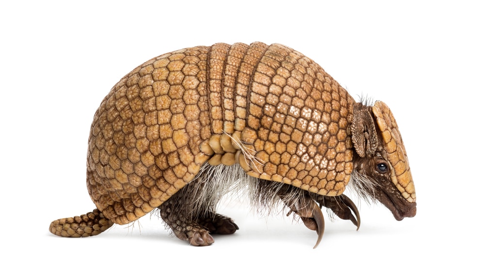 How To Use Vinegar to Get Rid of Armadillos