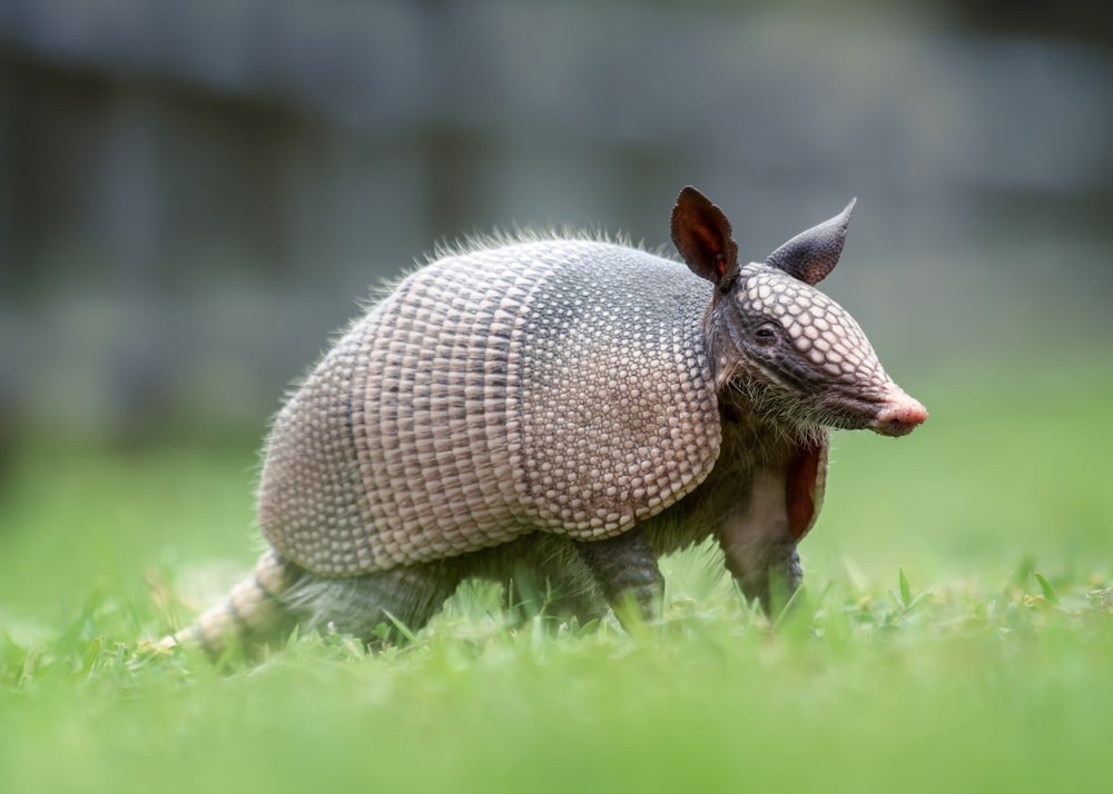 How To Use Vinegar to Get Rid of Armadillos
