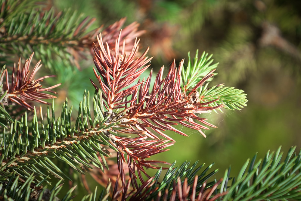 How To Save a Dying Blue Spruce