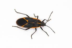 What Do Boxelder Bugs Eat?