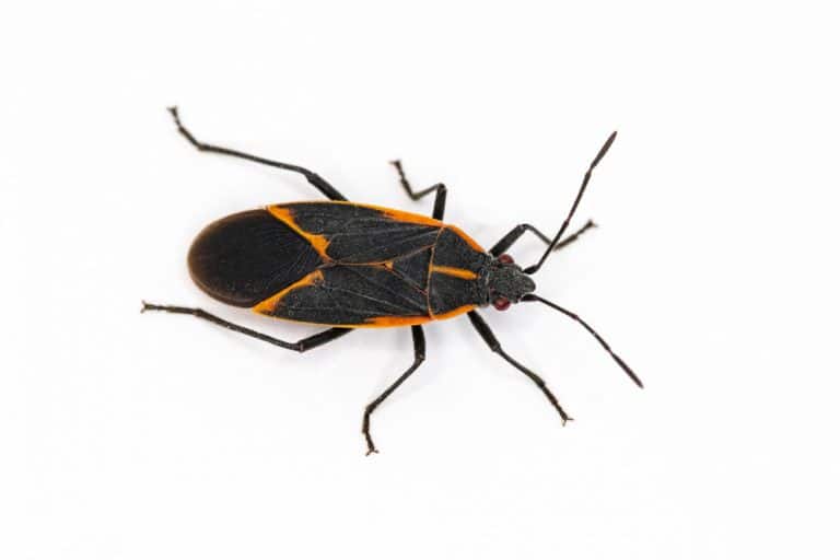 What Do Boxelder Bugs Eat? How to Get Rid of These Insects