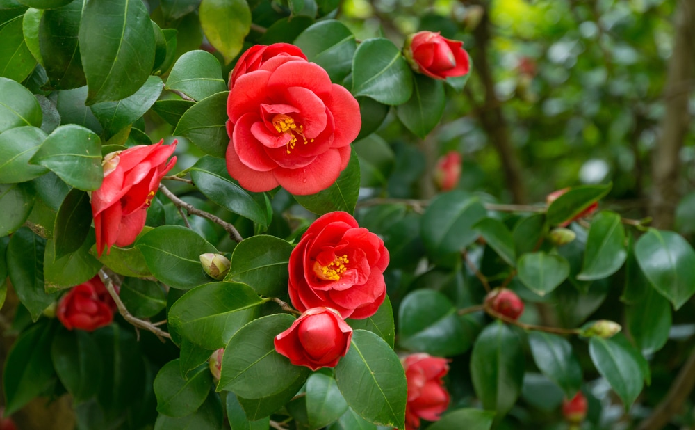 Camellia Japonica Red