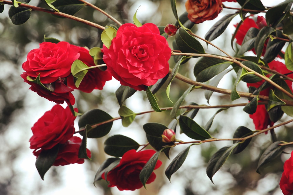 Camellia Japonica Red