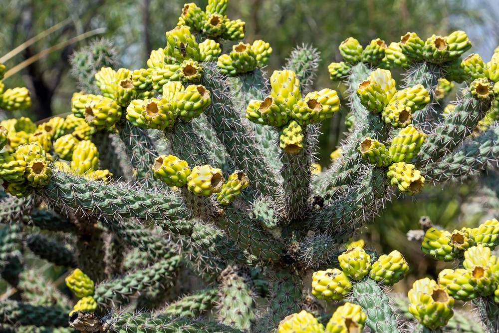 New Mexico Cacti