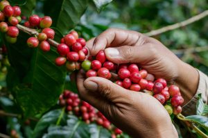 Coffee Plant Toxic to Cats
