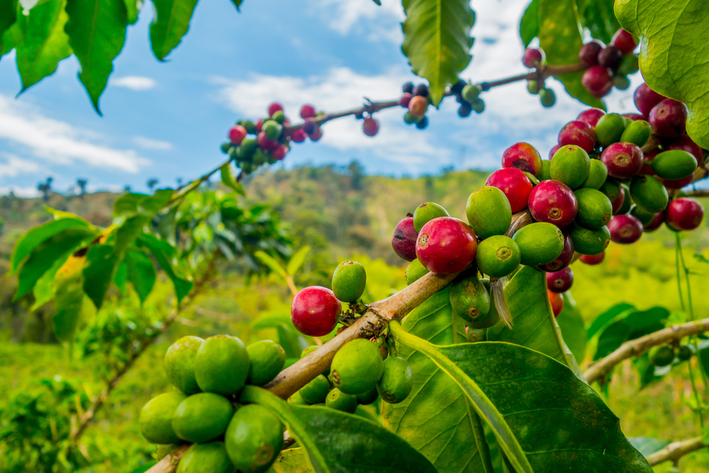 Coffee Plant Toxic to Cats