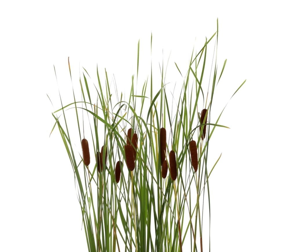 Plants That Look Like a Corn Dog: A Guide to Cattail Varieties