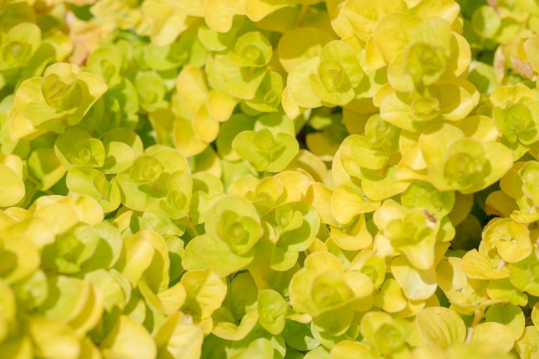 Creeping Jenny Turning Brown Common Causes and Solutions