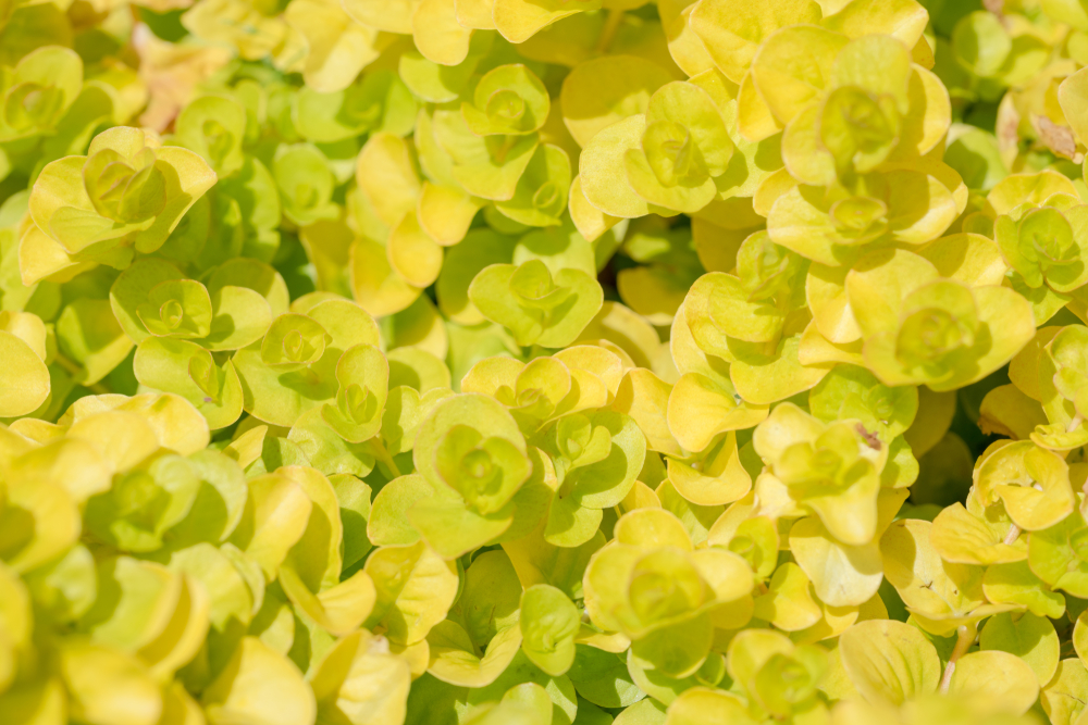 Creeping Jenny Turning Brown