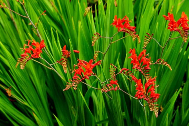 Why Won’t My Crocosmia Bloom? GFL Outdoors