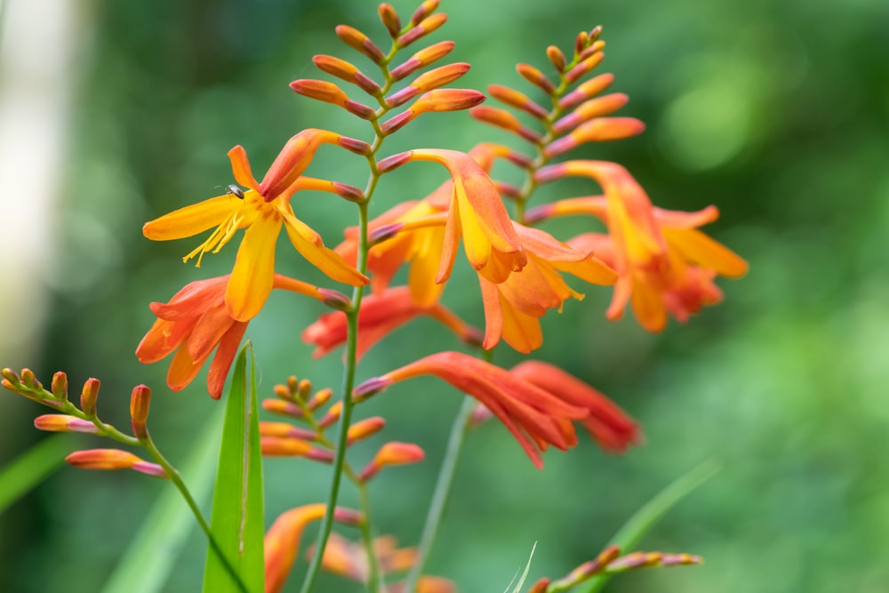 Why Won’t My Crocosmia Bloom