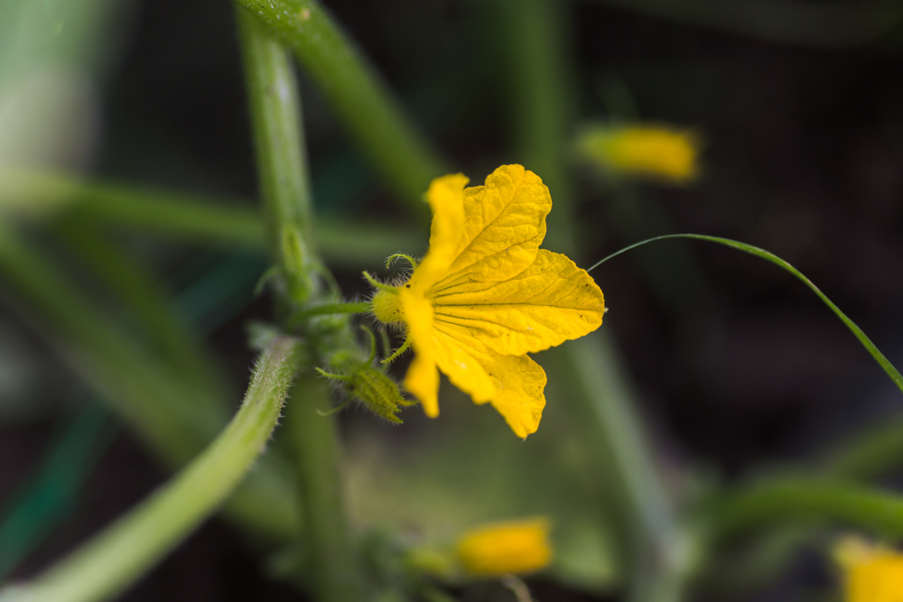 Cucumber Plant Only Producing Male Flowers