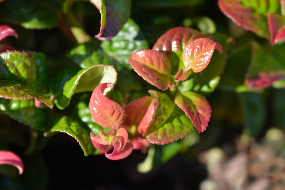 Reddish Evergreen Shrub