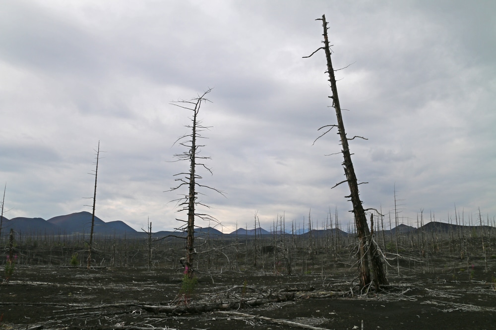 How Long Will a Dead Ash Tree Stand