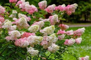 Fairytale Bride Hydrangea