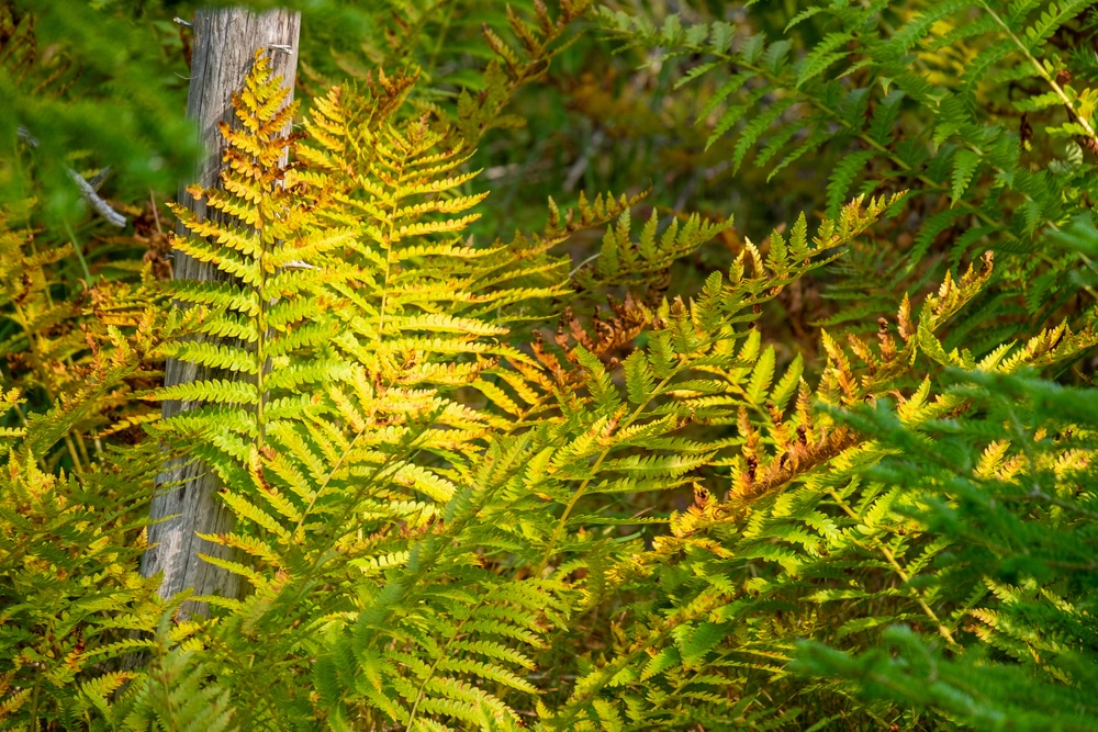 Why Is My Fern Turning Yellow