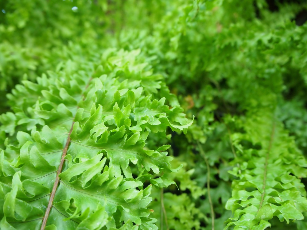 Cotton Candy Fern