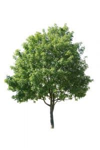 Fan-Tex Ash Tree Pros and Cons