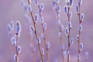 French Pink Pussy Willow