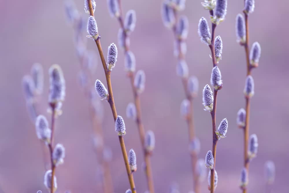 French Pink Pussy Willow