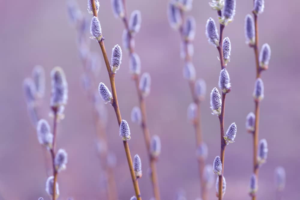 French Pink Pussy Willow