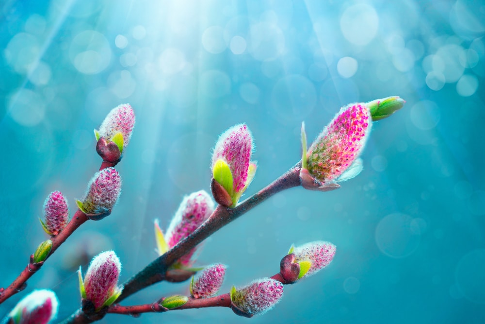 French Pink Pussy Willow